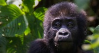 Mountain Gorilla - Uganda (Slide)