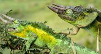 Chameleon - Uganda (slide)
