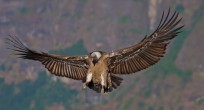 Egyptian Vulture - Ethiopia