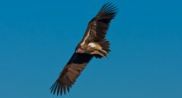 Hooded Vulture - Ethiopia