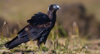 Thick-billed Raven - Ethiopia