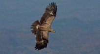 Tawny Eagle - Ethiopia