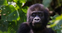 Mountain Gorilla - Uganda