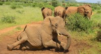 African Forest Elephant - Uganda