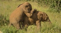 African Forest Elephant - Uganda