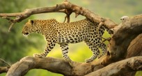 Leopard - Uganda