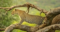Leopard - Uganda