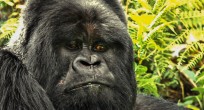 Mountain Gorilla - Uganda